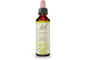 Clematis  Bach Flower Remedy